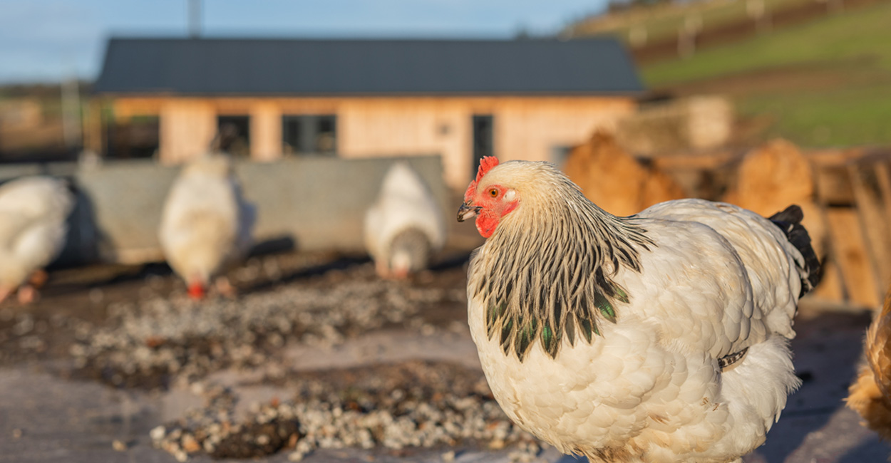 Rural Farm Workshop Renovation with Corrugated Roofing – The Dartmoor Shepherd
