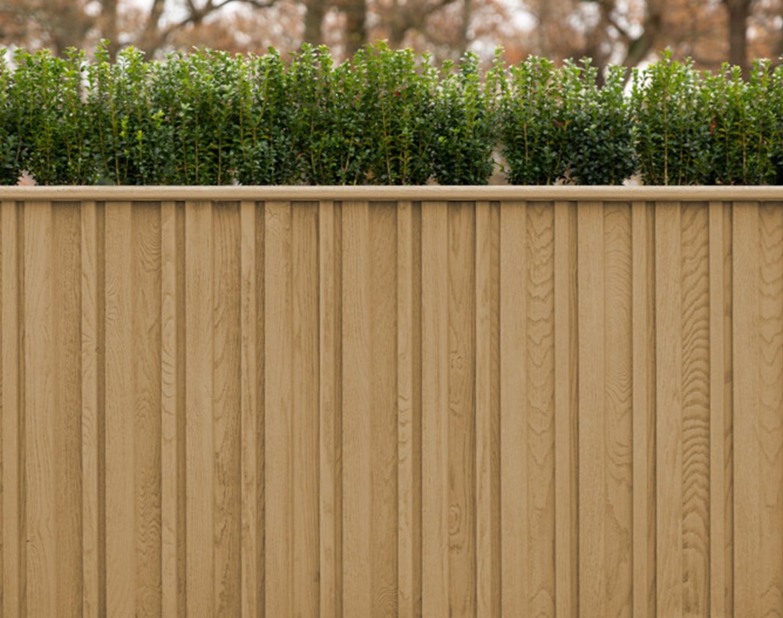 Vertical golden oak-effect Millboard cladding used as a garden fence with evergreen hedge planting above.