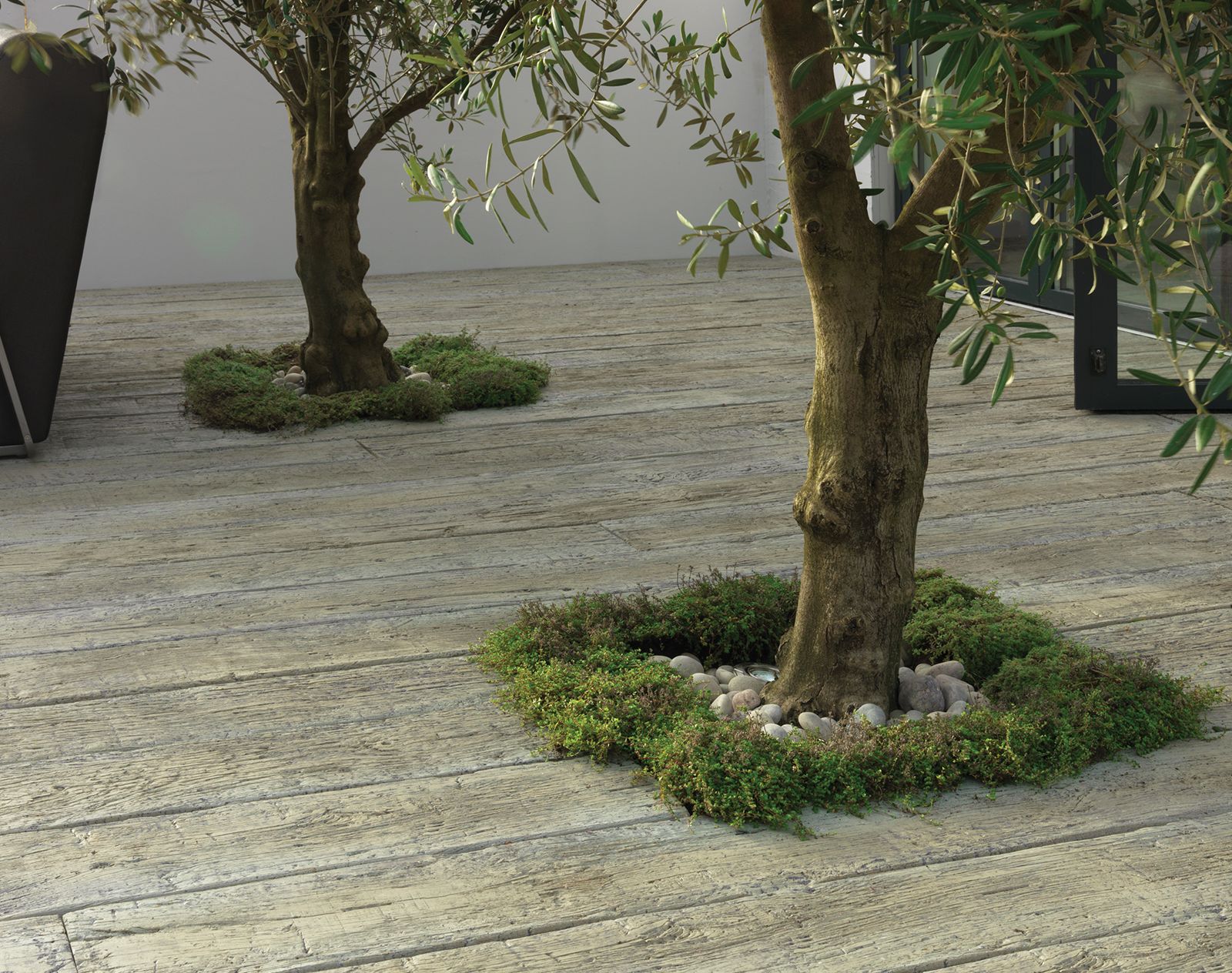 Millboard decking in a light weathered finish with integrated planting zones around olive trees, creating a modern, organic garden design.