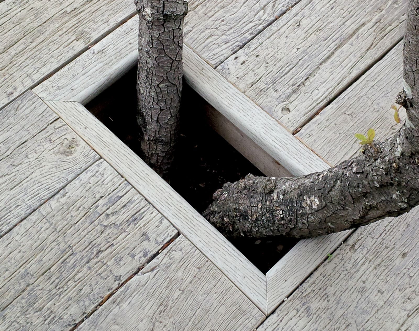 Weathered-effect Millboard decking fitted neatly around the base of a tree trunk, demonstrating precision installation and natural integration.