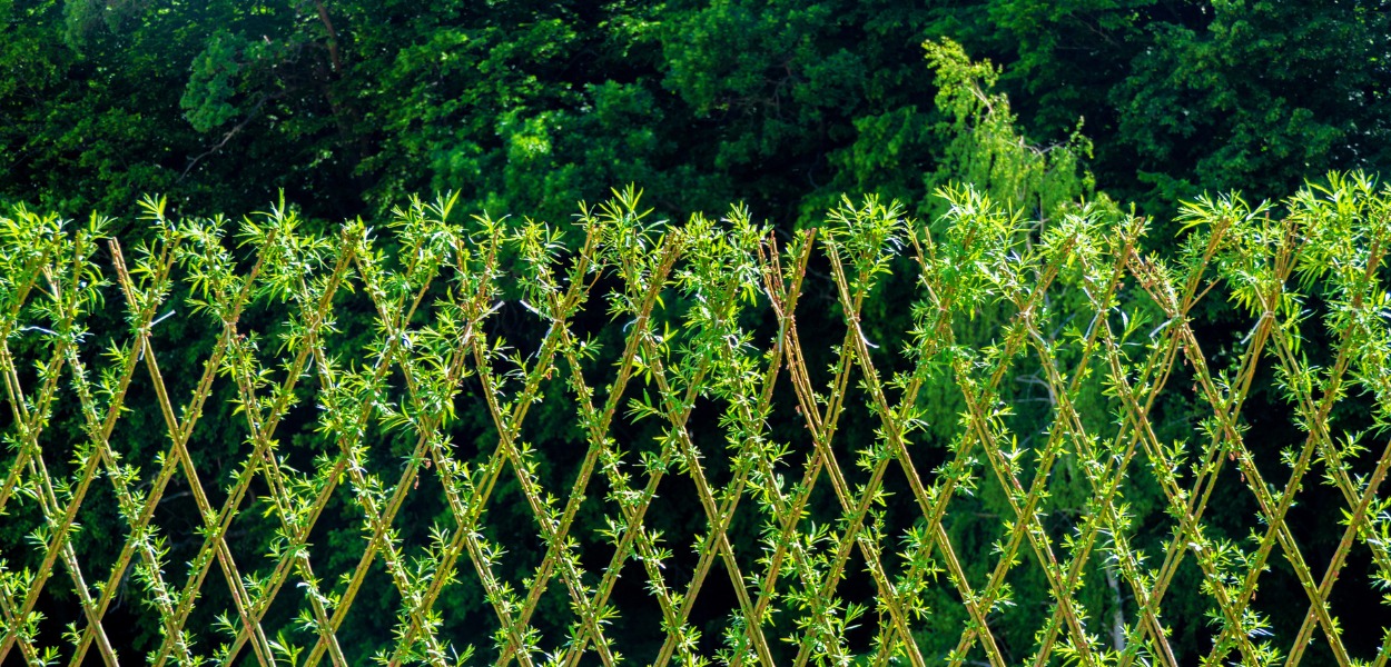 Living fence along a trellis