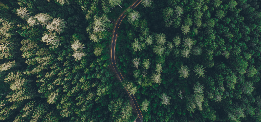 Arial view of a thriving forest with a road winding through the centre of it.